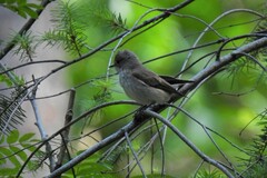 Muscicapa striata striata