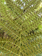 Athyrium