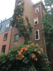 Campsis grandiflora