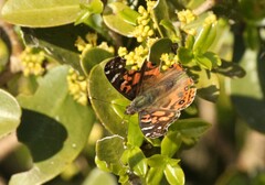 Vanessa braziliensis