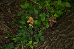 Cerioporus squamosus