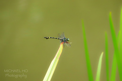 Ictinogomphus pertinax