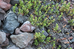 Penstemon davidsonii