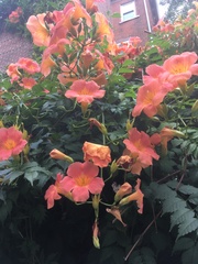 Campsis grandiflora
