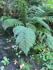 Athyrium