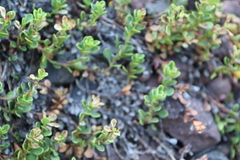 Penstemon davidsonii