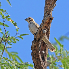 Chondestes grammacus