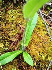Hieracium abscissum