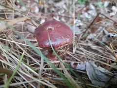 Suillus clintonianus