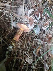 Suillus clintonianus