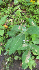 Desmodium paniculatum