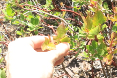 Vaccinium cespitosum