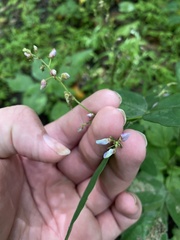 Desmodium paniculatum