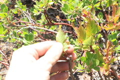 Vaccinium cespitosum