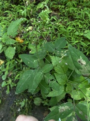 Desmodium paniculatum