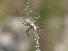 Argiope lobata