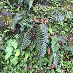 Polystichum parvipinnulum