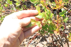 Vaccinium cespitosum