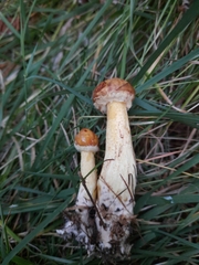 Suillus sibiricus