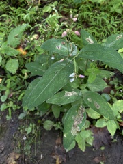 Desmodium paniculatum