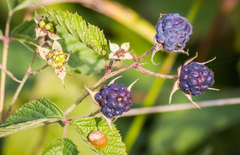 Rubus caesius