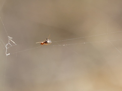 Argyrodes argyrodes