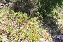 Vaccinium cespitosum
