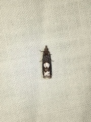 Epinotia trigonella