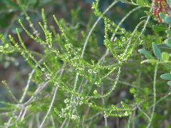Erica arborea