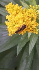 Platycheirus albimanus