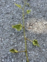 Daktulosphaira vitifoliae