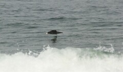 Macronectes giganteus