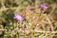 Centaurea jacea