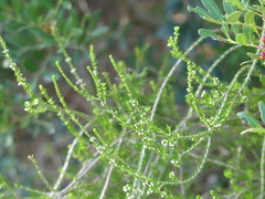 Erica arborea