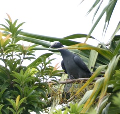Patagioenas leucocephala