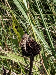 Promachus vertebratus