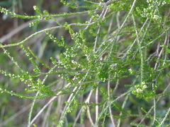 Erica arborea
