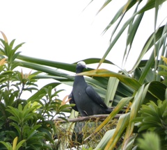Patagioenas leucocephala