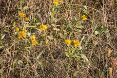 Pentanema britannica