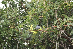 Polioptila dumicola