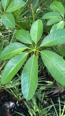 Heptapleurum actinophyllum