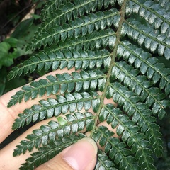 Polystichum parvipinnulum