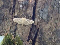 Herpetogramma