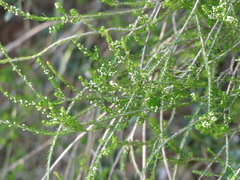 Erica arborea