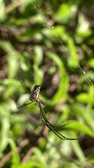 Leucauge argyra