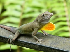Anolis grahami