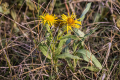 Pentanema britannica