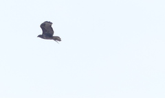 Buteo buteo