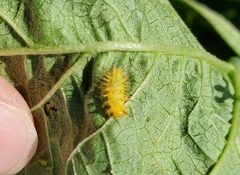 Epilachna varivestis