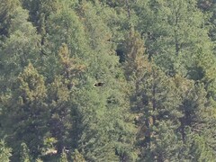 Nucifraga caryocatactes